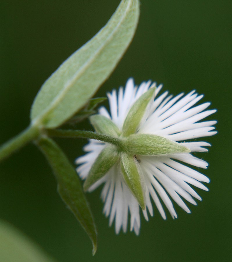 Image of Fimbripetalum radians specimen.