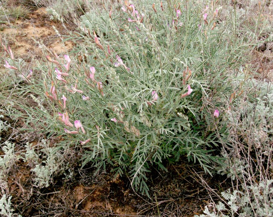 Image of Astragalus astrachanicus specimen.