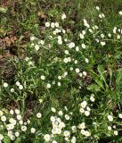 Erigeron annuus