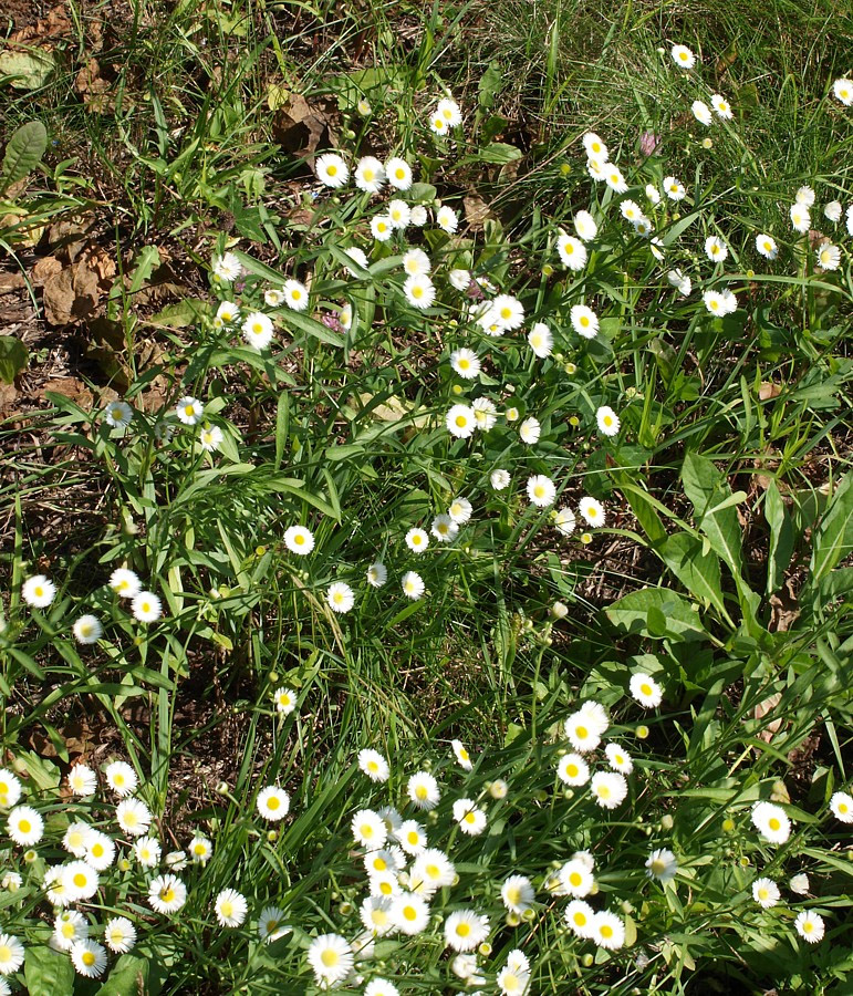 Image of Erigeron annuus specimen.