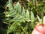 Oxytropis kubanensis. Верхняя сторона сложного листа. Карачаево-Черкесия, окр. Теберды, ущелье р. Азгек. 26.07.2011.