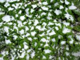 Anemone baicalensis ssp. kebeshensis