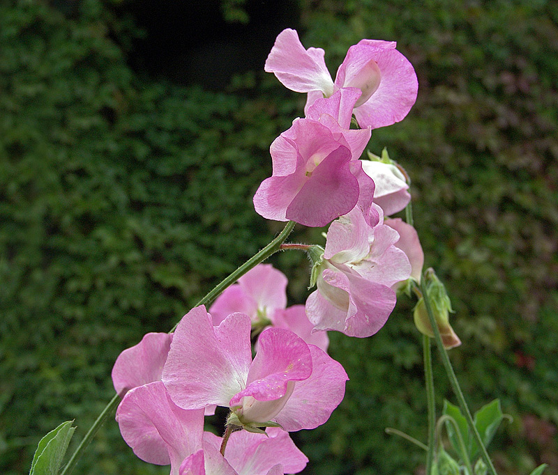 Изображение особи Lathyrus odoratus.