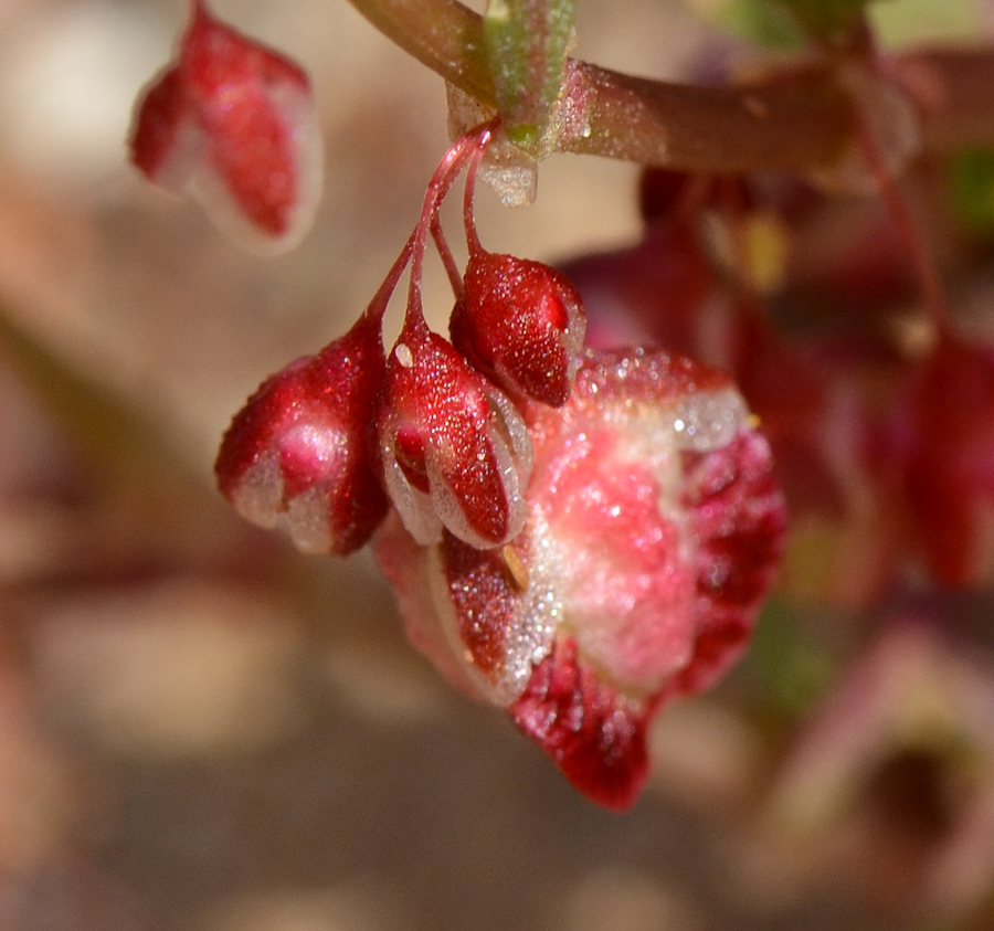 Изображение особи Rumex pictus.