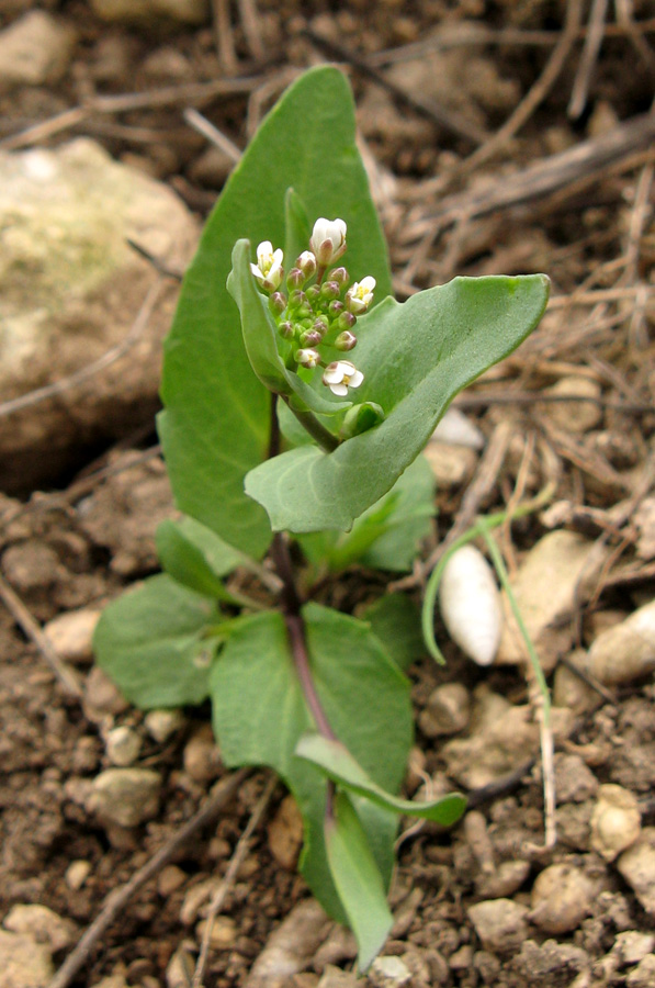Изображение особи Microthlaspi perfoliatum.