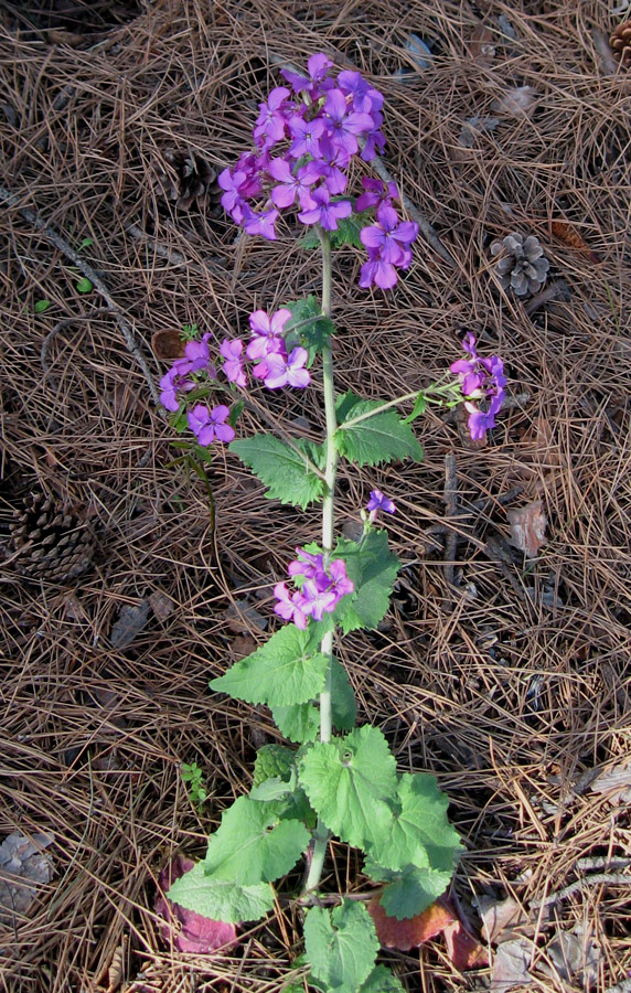 Изображение особи Lunaria annua.