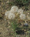 Scorzonera mollis. Плодоносящее растение. Крым, Карадаг, подножье горы Карагач. 7 мая 2012 г.