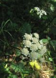 Oenanthe pimpinelloides. Верхушка растения с соцветиями. Крым, южный берег, подножье горы Аюдаг, дубовый лес. 4 июня 2012 г.