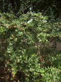 Cotoneaster lucidus. Плодоносящее растение. Курская обл., г. Железногорск, в посадке. 29 июля 2007 г.