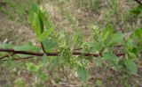 Salix phylicifolia