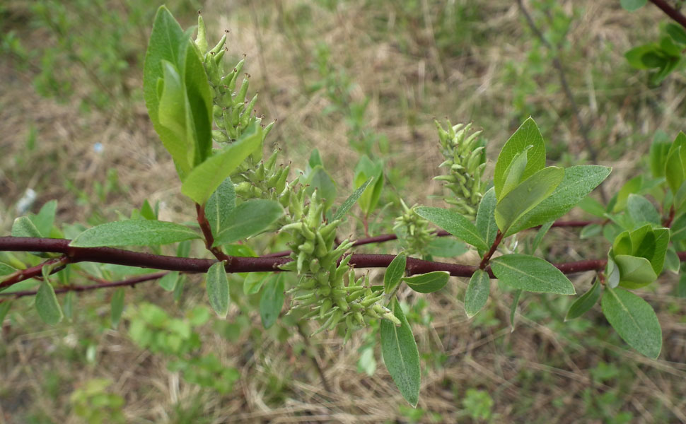 Image of Salix phylicifolia specimen.