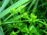 Galium vaillantii