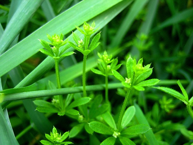 Изображение особи Galium vaillantii.