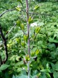 Aconitum septentrionale. Часть соцветия с плодами. Московская обл., Лотошинский р-н, окр. дер. Савостино, смешанный лес, поляна. 01.07.2012.