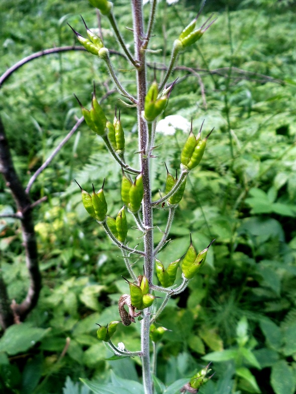 Изображение особи Aconitum septentrionale.