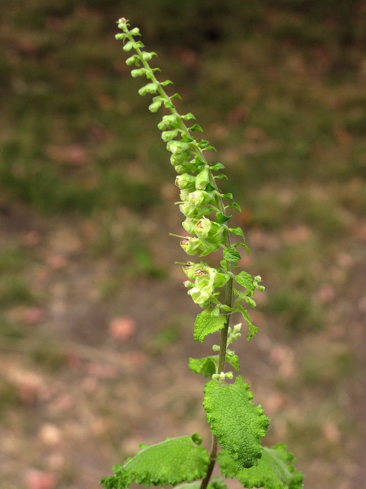 Image of Teucrium scorodonia specimen.