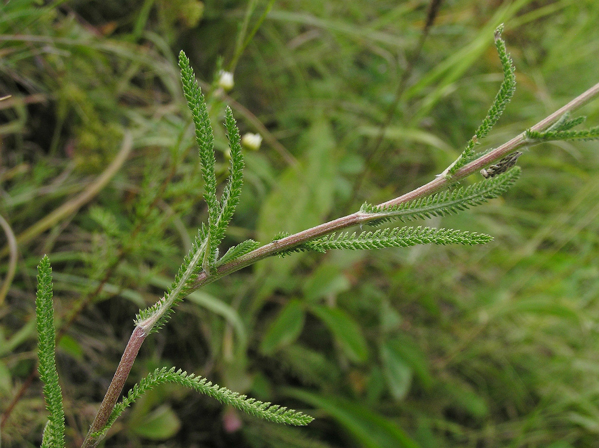 Image of Achillea collina specimen.