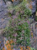 Silene pygmaea. Цветущее растение на скале. Кабардино-Балкария, Зольский р-н, долина Джилы-Су. 27.07.2012.