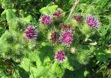 Arctium minus