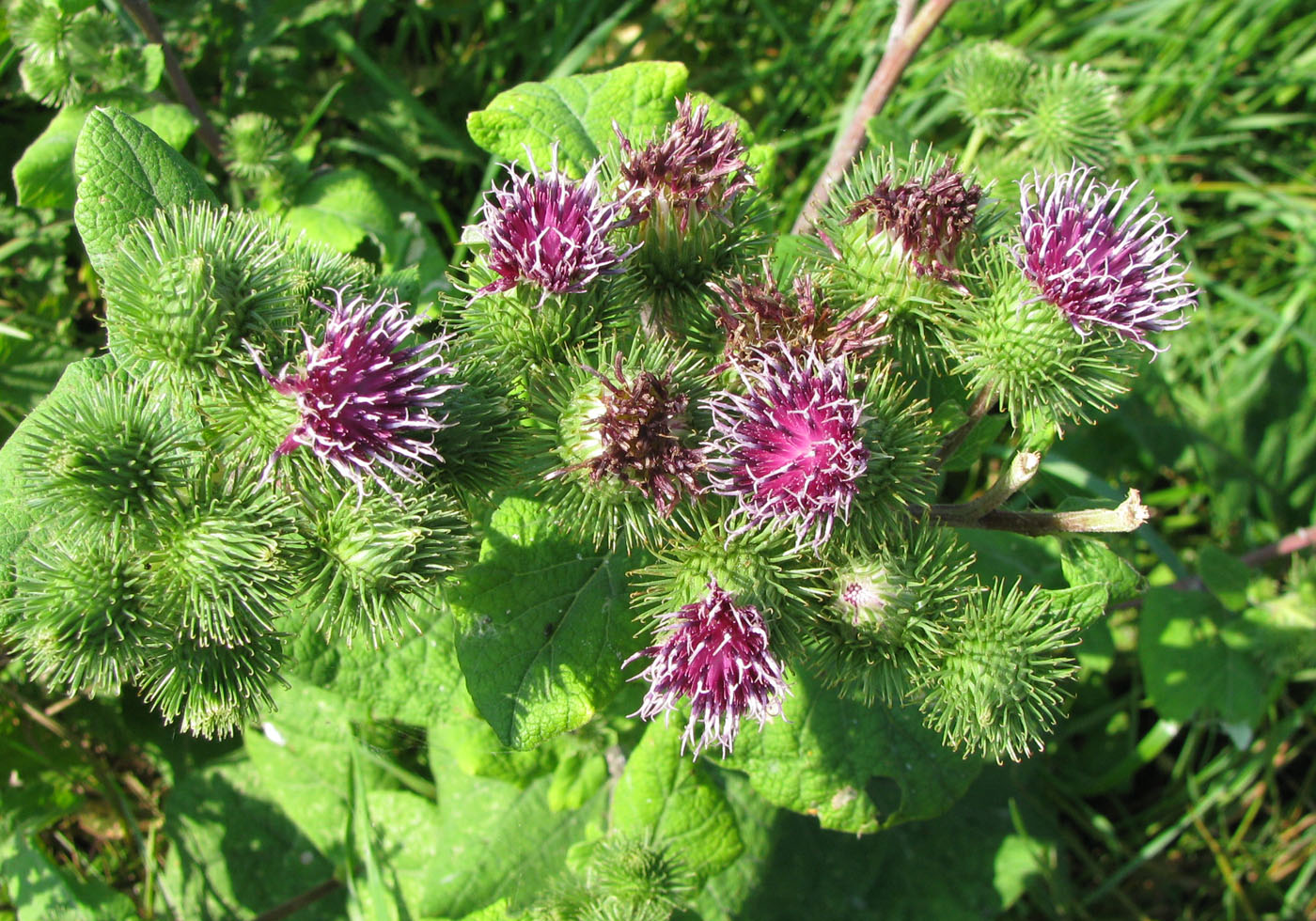 Image of Arctium minus specimen.