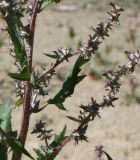 Atriplex calotheca