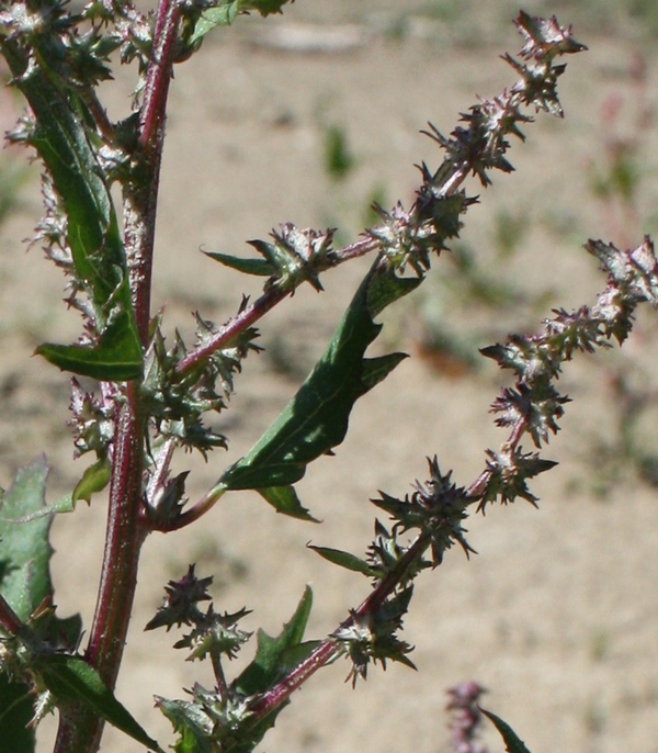 Image of Atriplex calotheca specimen.