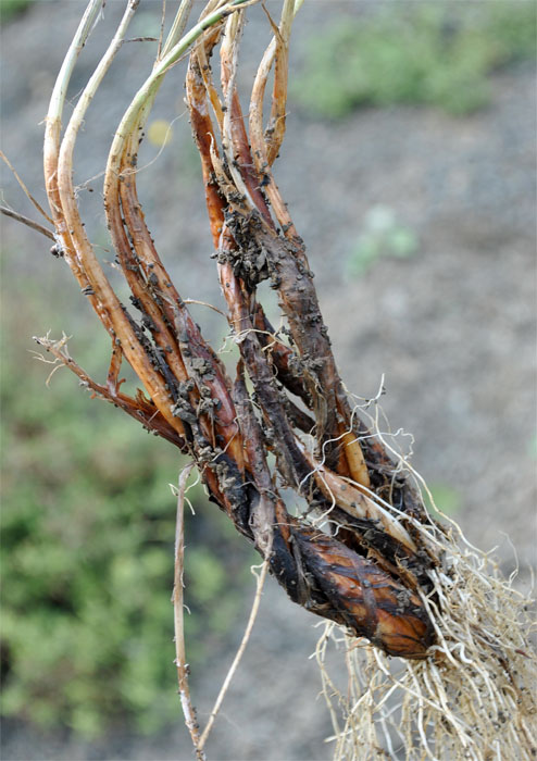 Image of Allium saxatile specimen.