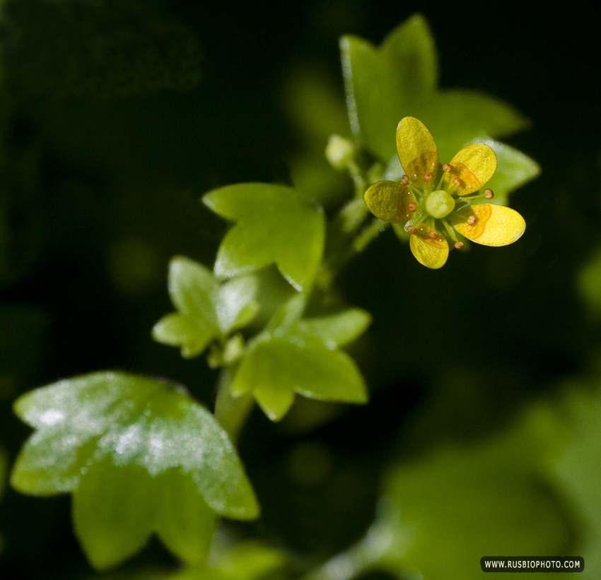 Изображение особи Saxifraga cymbalaria.