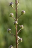 Verbascum blattaria. Часть побега с плодами. Южный Казахстан, правобережье Сыр-Дарьи выше устья Арыси. 27.05.2012.