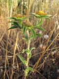 Pallenis spinosa. Верхушка побега с отцветающими корзинками. Турция, пров. Анталья, пос. Текирова, край овсового поля. 30.05.2012.