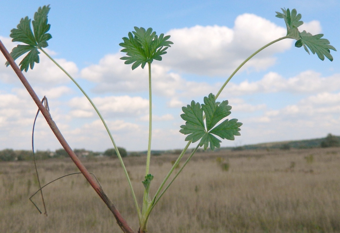 Image of Potentilla intermedia specimen.