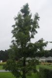 Taxodium distichum разновидность imbricatum. Молодое дерево. Нидерланды, г. Venlo, \"Floriada 2012\". 11.09.2012.