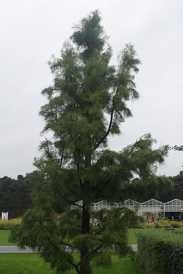 Image of Taxodium distichum var. imbricatum specimen.