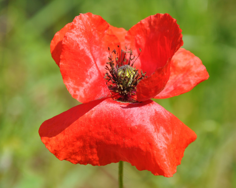 Изображение особи Papaver rhoeas.