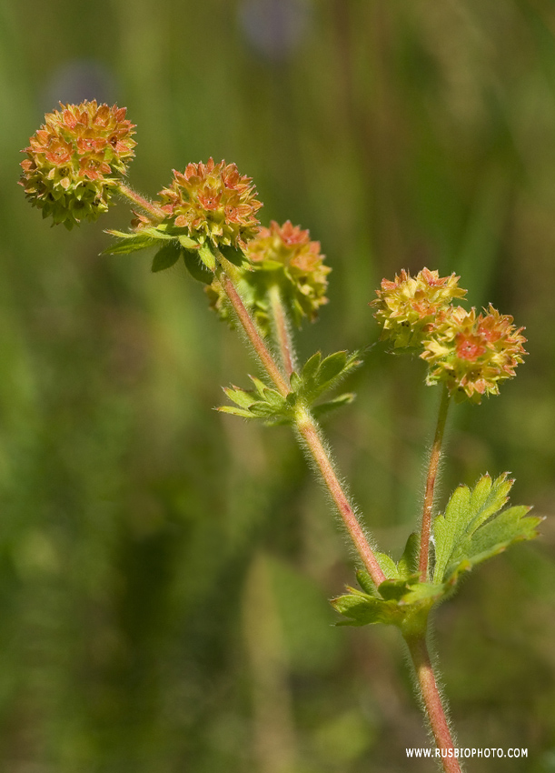 Изображение особи род Alchemilla.