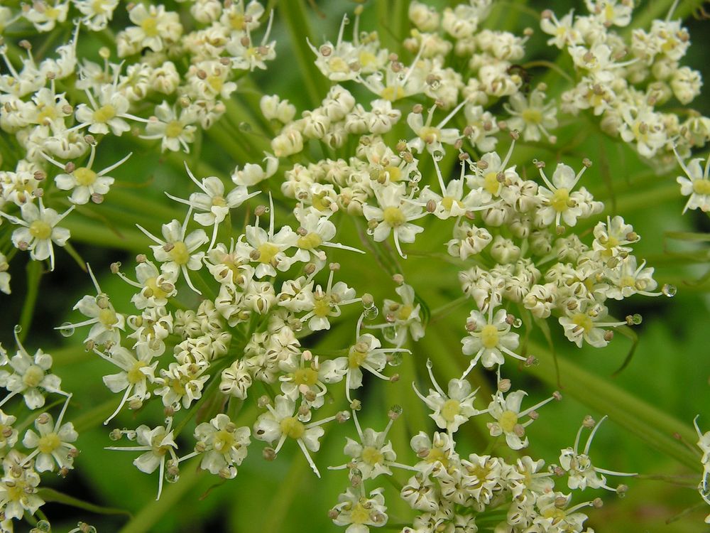 Image of Coelopleurum gmelinii specimen.