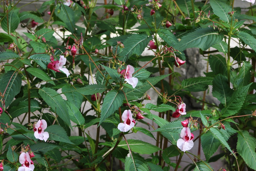 Изображение особи Impatiens glandulifera.