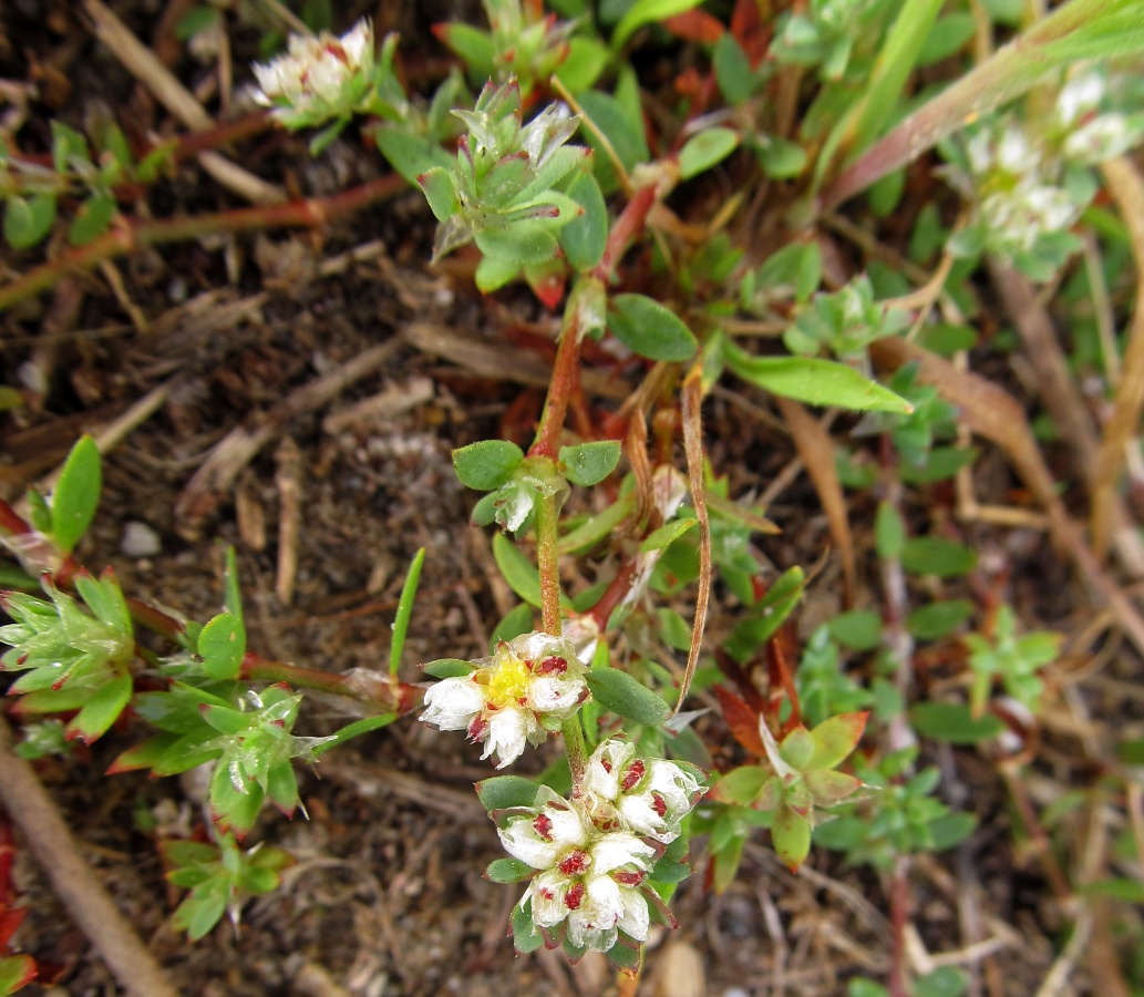 Image of Paronychia argentea specimen.