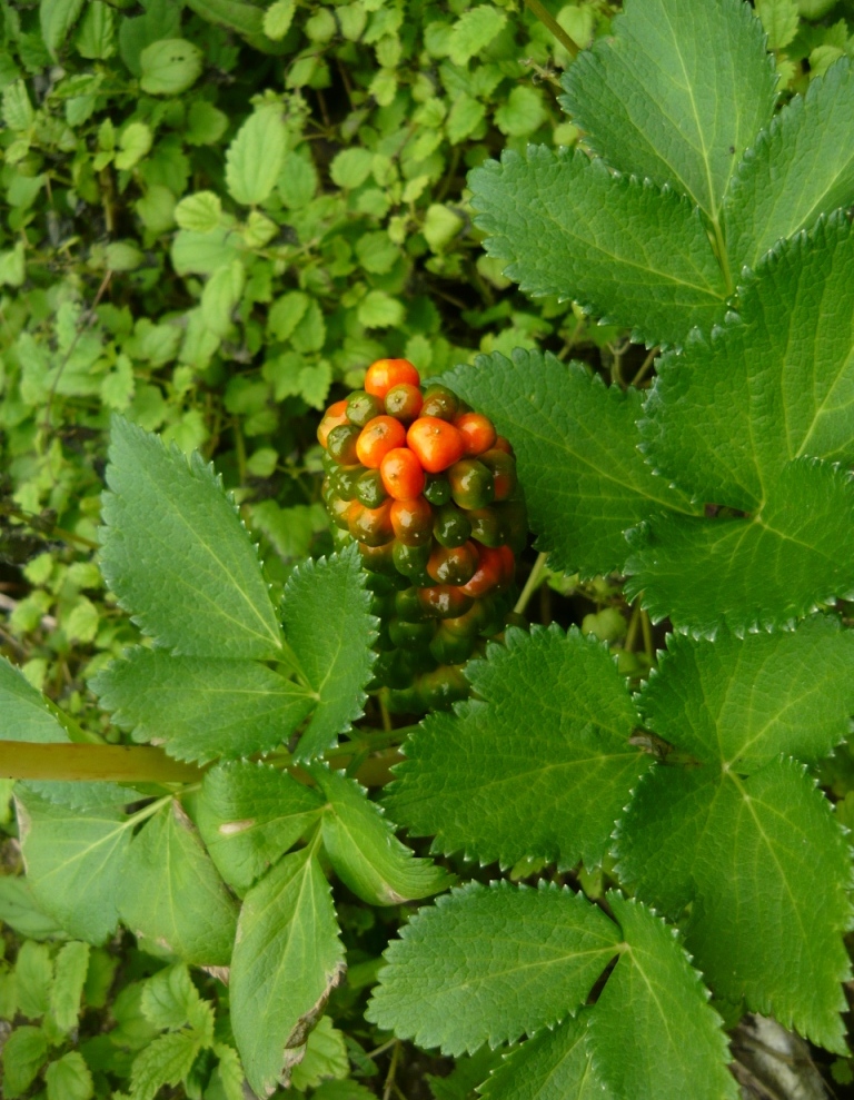 Изображение особи Arisaema amurense.