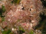 Filipendula glaberrima