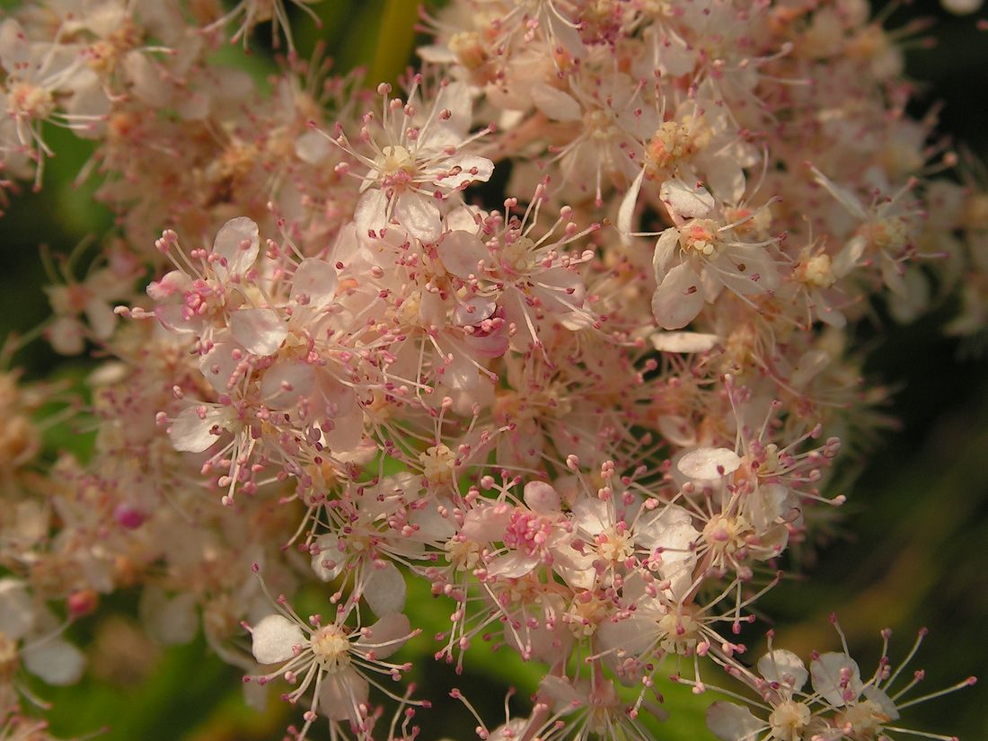 Изображение особи Filipendula glaberrima.