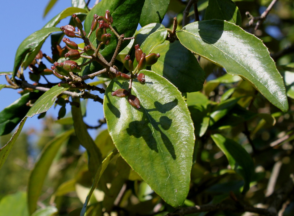 Image of genus Viburnum specimen.