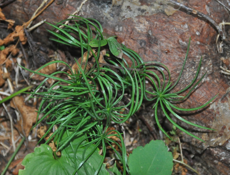 Image of Pinus koraiensis specimen.