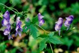 Aconitum sczukinii