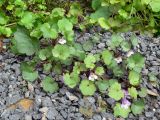 Cymbalaria muralis. Цветущие растения. Германия, земля Саксония-Анхальт, г. Кведлинбург. 06.07.2012.