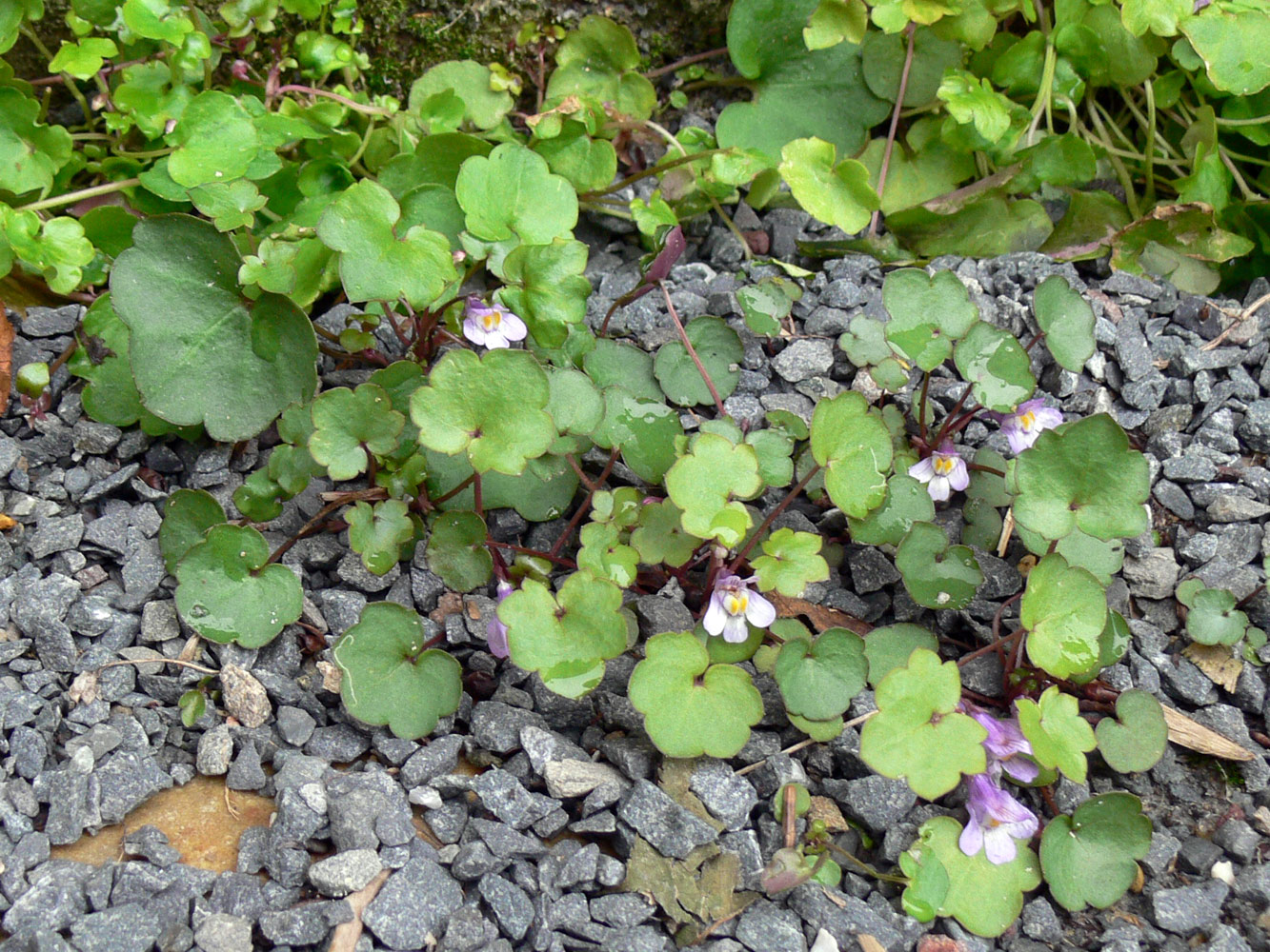 Изображение особи Cymbalaria muralis.