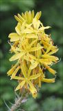 Asphodeline lutea. Соцветие. Черноморское побережье Кавказа, Геленджикский район, близ с. Виноградное, каменистый склон юго-восточной экспозиции, высота около 250 м. 7 мая 2012 г.