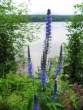 Veronica longifolia