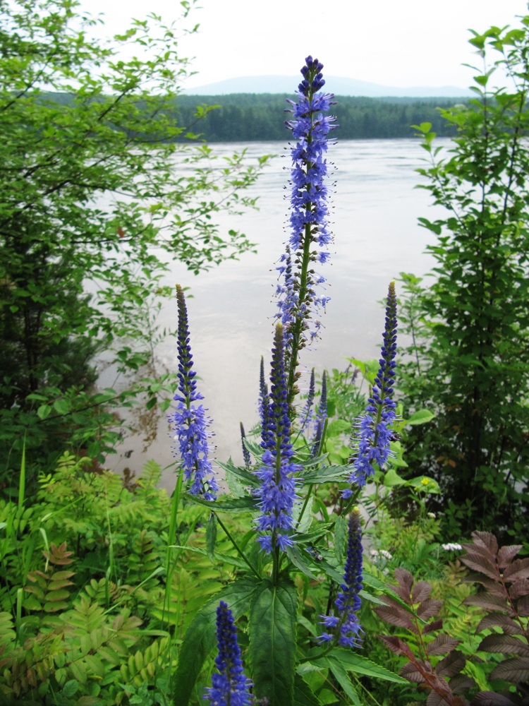 Image of Veronica longifolia specimen.