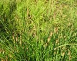 Carex paupercula